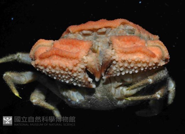中間楊梅蟹藏品圖，第3張