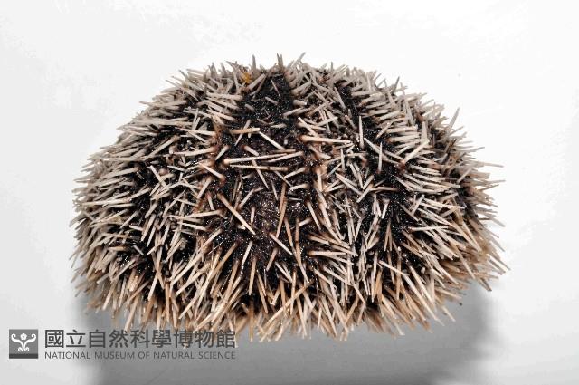 白棘三列海膽藏品圖，第3張