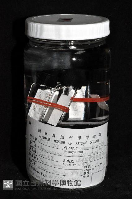 光齒非擬原足蟲藏品圖，第3張
