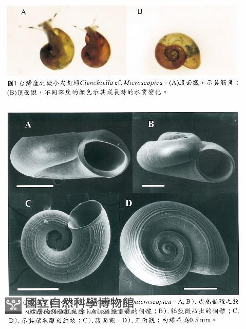 微小扁釘螺藏品圖，第3張