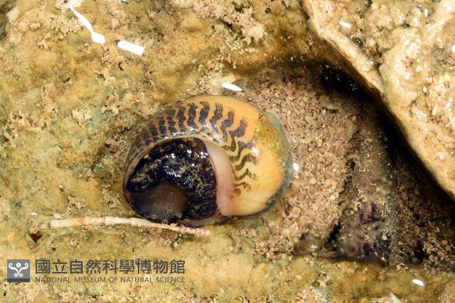 平行線蜑螺藏品圖，第3張