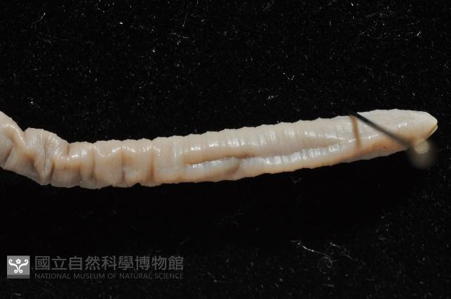 南仁遠環蚓(新種)藏品圖，第3張