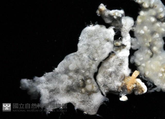 二段海鞘之一種藏品圖，第3張