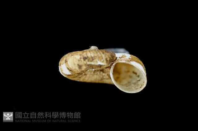 松崗白帶小山蝸牛藏品圖，第3張