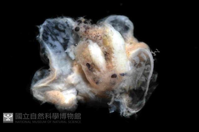 扁櫛蟲之一種藏品圖，第3張