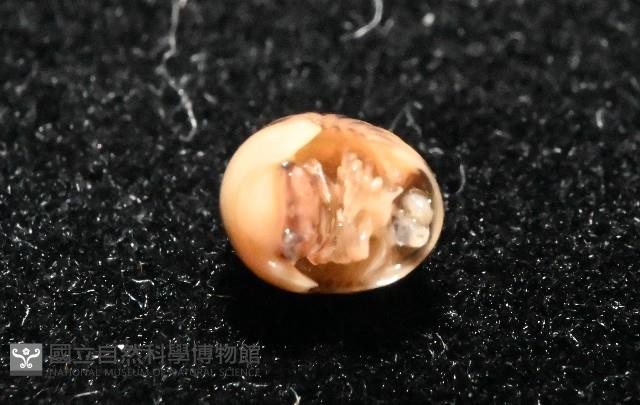 金色木球馬陸藏品圖，第3張