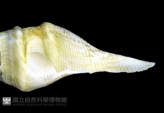 矛形捲管螺藏品圖，第3張