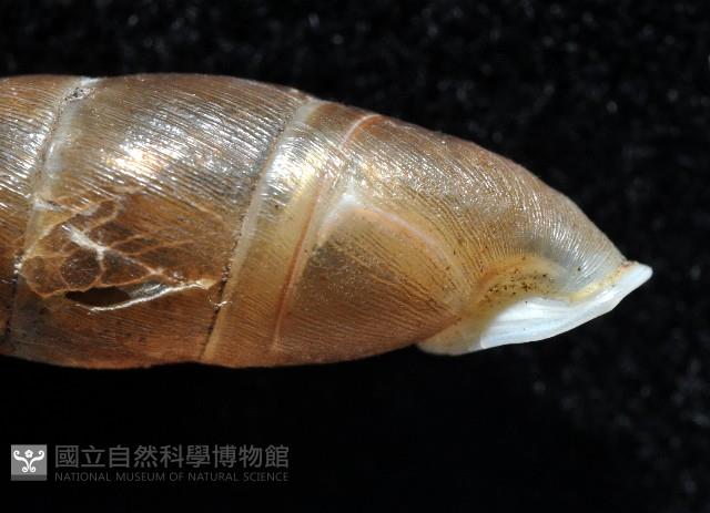 利稻煙管蝸牛藏品圖，第3張
