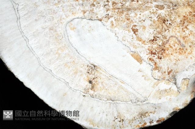 新種巨齒滿月蛤藏品圖，第3張