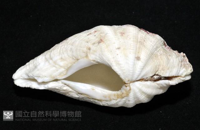 長硨磲蛤藏品圖，第3張