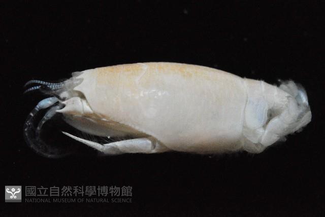 臺灣鼴鼠蟹藏品圖，第3張