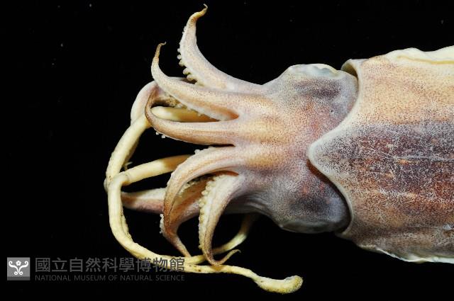 燕尾烏賊藏品圖，第3張