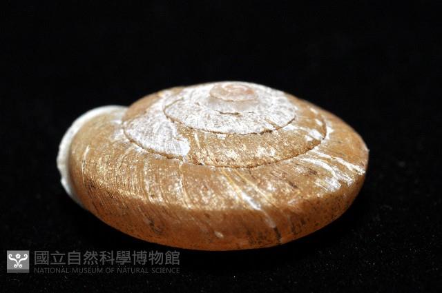 皺大臍蝸牛藏品圖，第3張