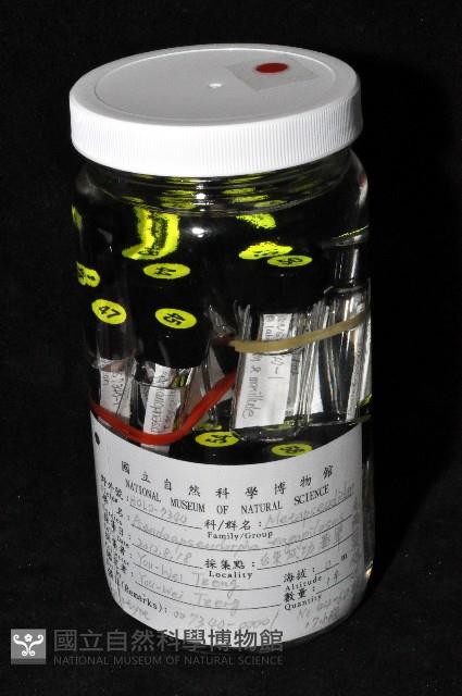 毛觸鬚偽近鞭尾蟲藏品圖，第3張