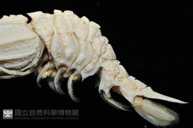 臺灣鐮蝦藏品圖，第3張