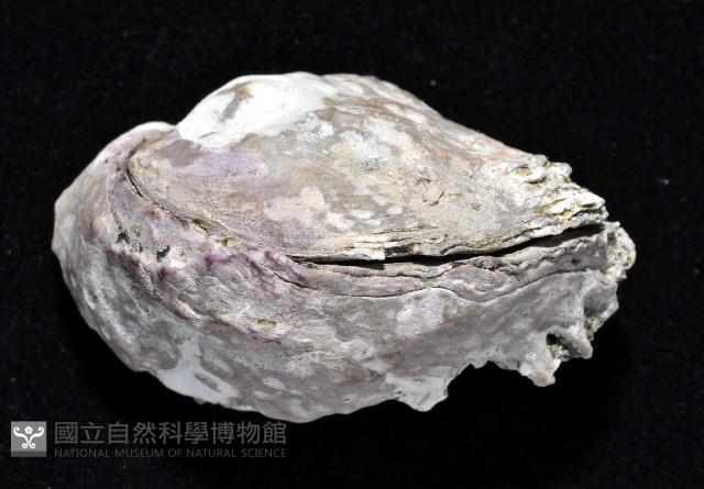 紫緣偏口蛤藏品圖，第3張