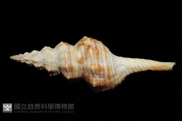 登錄號:005110-00001藏品圖，第3張