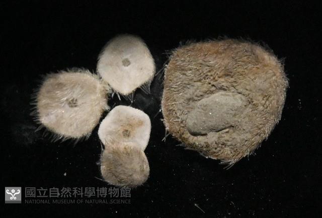 馬氏海錢(馬氏扣海膽)藏品圖，第3張