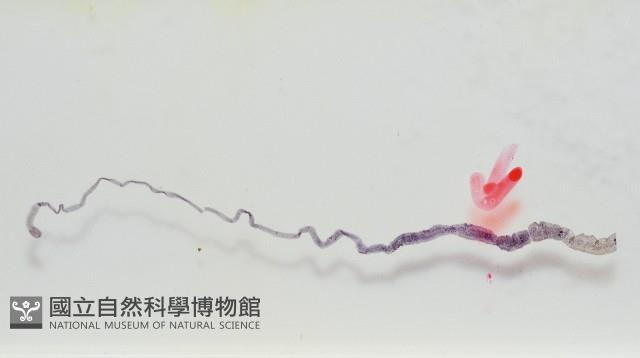 新種鯊魚絛蟲-02藏品圖，第3張