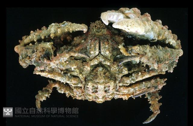 粗糙蝕菱蟹藏品圖，第3張