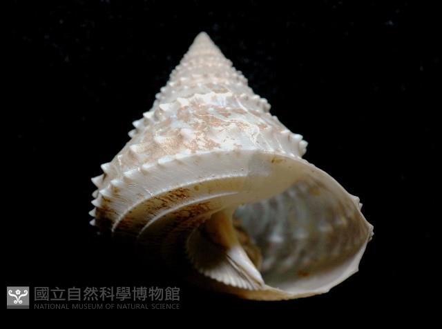 登錄號:005770-00001藏品圖，第3張