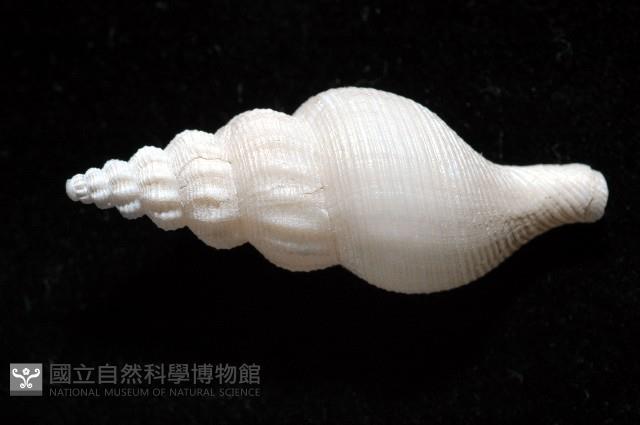 登錄號:005070-00001藏品圖，第3張