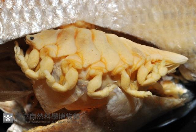 福山魚怪(新種)藏品圖，第3張