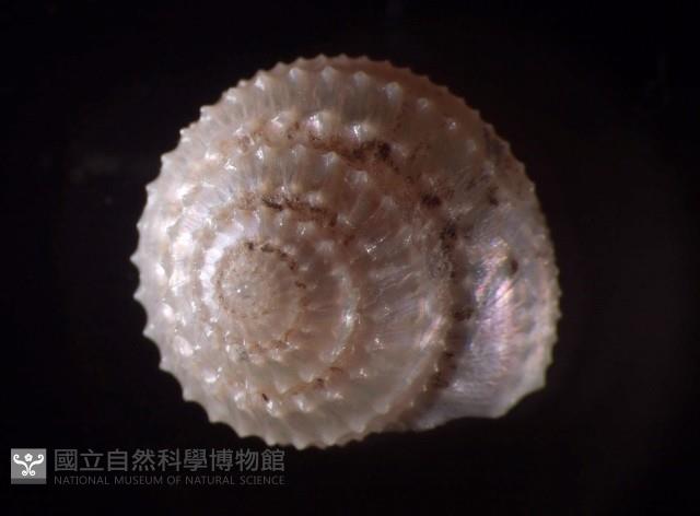 階梯白鐘螺藏品圖，第3張