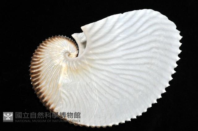 扁船蛸藏品圖，第3張
