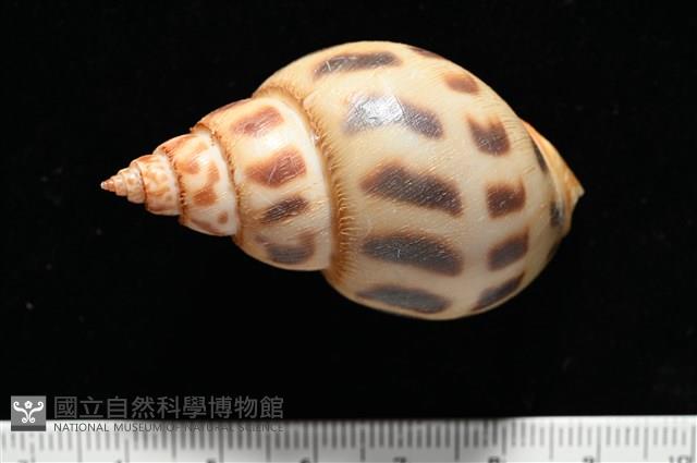 象牙鳳螺藏品圖，第3張