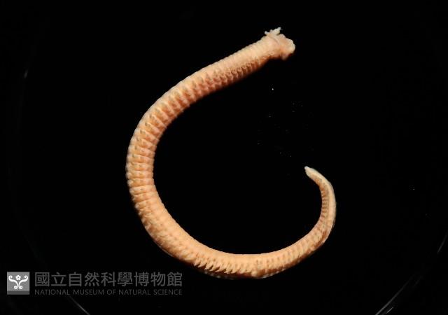 和美闊沙蠶藏品圖，第3張