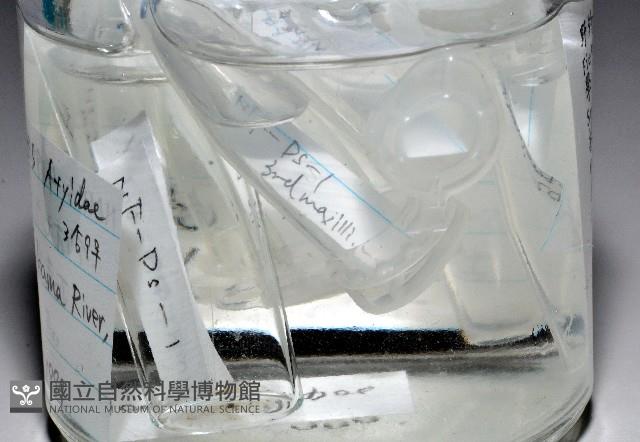 西表島新米蝦藏品圖，第3張