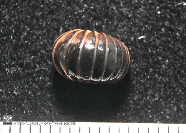條紋木球馬陸藏品圖，第3張