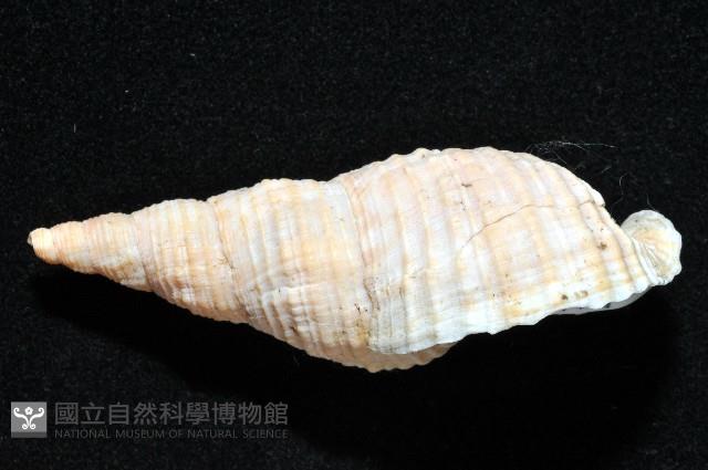 黑野峨螺藏品圖，第3張