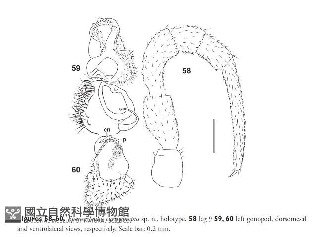 截莖雕背帶馬陸藏品圖，第3張