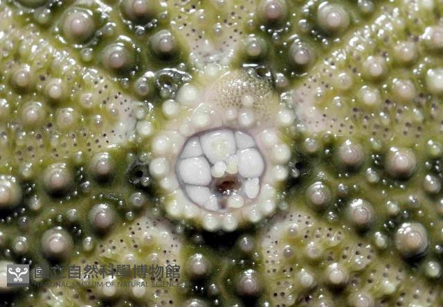 馬糞海膽藏品圖，第3張