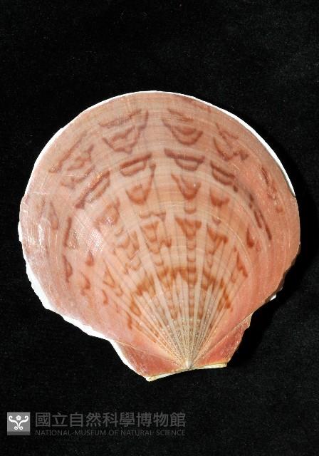 亞洲日月蛤藏品圖，第3張