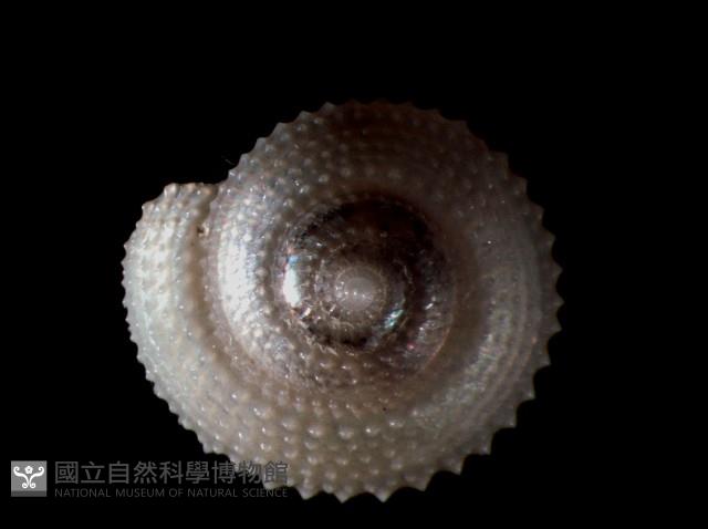星形白鐘螺藏品圖，第3張