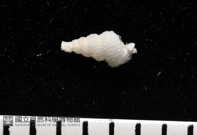 窗格海螄螺藏品圖，第3張