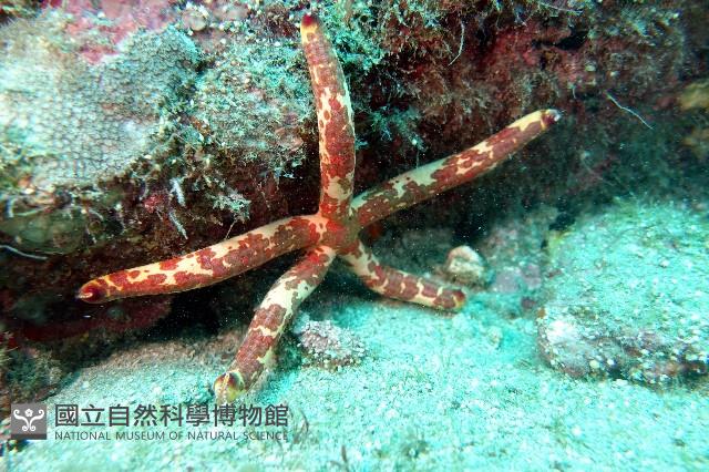厚革滑皮海星藏品圖，第3張
