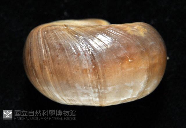 登錄號:006501-00001藏品圖，第3張