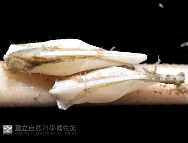 平滑大茗荷藏品圖，第3張