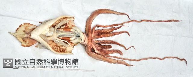 大王魷魚藏品圖，第3張