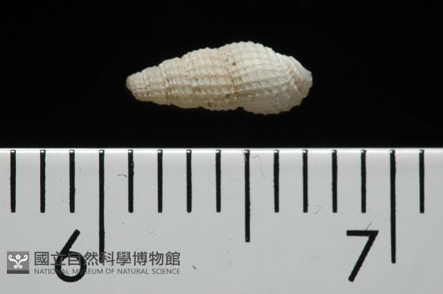 東港麂眼螺藏品圖，第3張