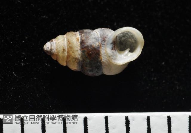 似高山芝麻蝸牛藏品圖，第3張