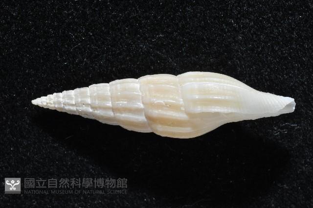 東沙春柏蛹筆螺藏品圖，第3張