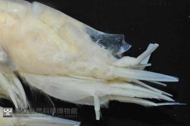 棘尾費氏扁節蝦藏品圖，第3張