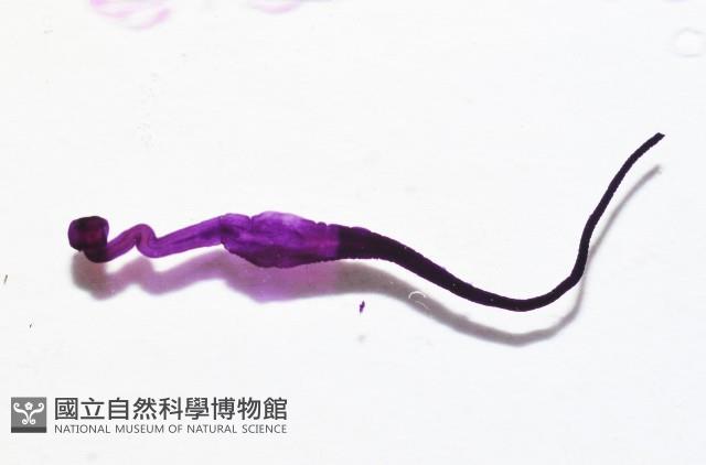 新種絛蟲藏品圖，第3張