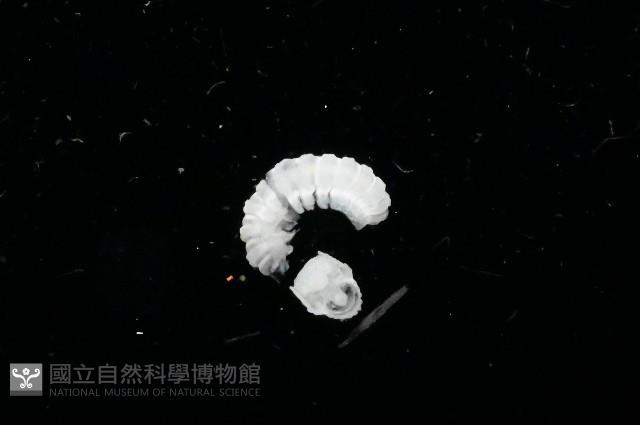 新種單帶馬陸藏品圖，第3張