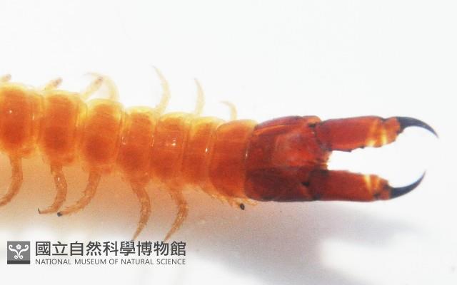 張氏長頭地蜈蚣藏品圖，第3張